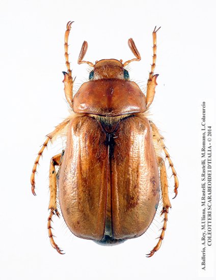 Firminius ciliatus ciliatus, maschio